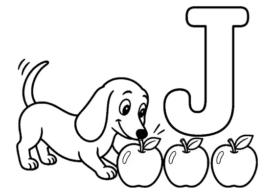 Cheerful dachshund nudging three large apples beside one clearly visible uppercase letter J.