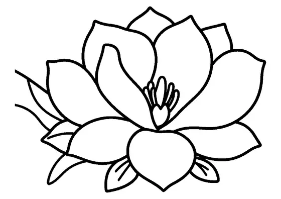 Uma flor de magnólia grande emerge de um galho grosso e curto.