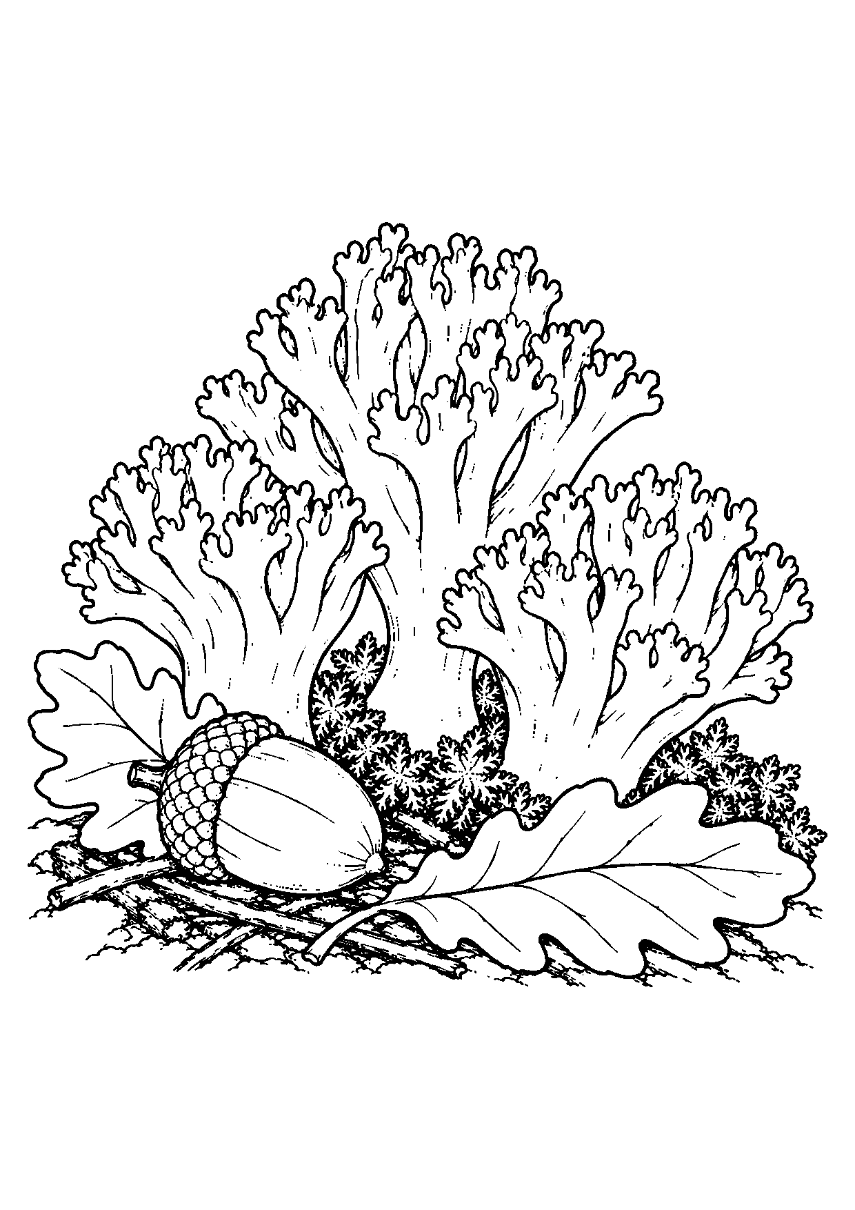 Trois clavaires à crêtes ramifiées près d’un gland, de deux feuilles de chêne mortes, de mousse et de courtes brindilles.