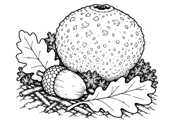 One large common earthball beside an acorn, two fallen oak leaves, moss, short twigs, and close forest-floor details.