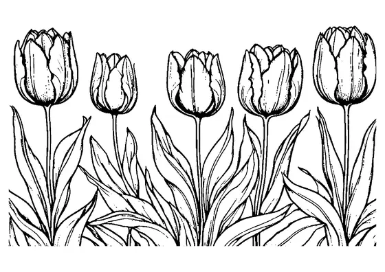 Cinco tulipas florescentes com longas folhas em fila, com áreas limpas para colorir para adultos.