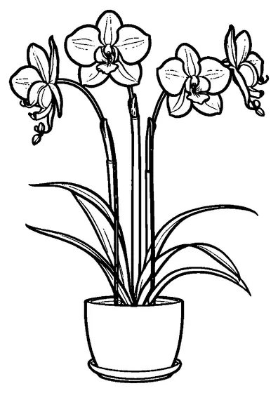 Uma orquídea em vaso com cálice de flores grandes e folhas alongadas, criando áreas limpas e legíveis para colorir com lápis de cor.