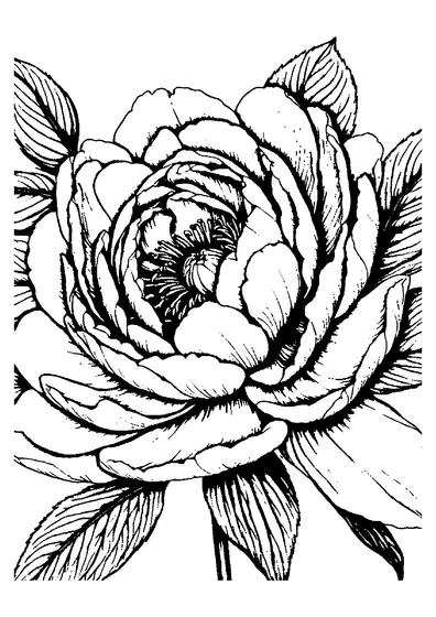 Coloriage d’une pivoine en pleine floraison, avec de grands pétales ouverts et des feuilles à remplir aux crayons de couleur.