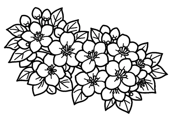 Stor kvist av äppelträd med öppna blommor, knopp och blad.