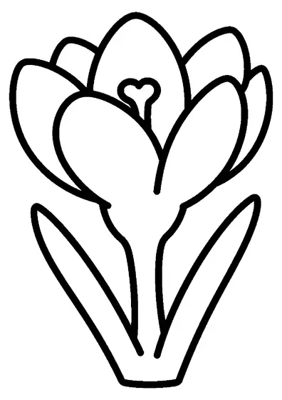 Großer Krokus mit geöffneter Blüte, sichtbaren Staubblättern und schmalen Blättern.