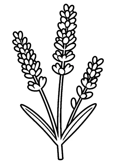 Großer Lavendelzweig mit langen Blütenähren und schmalen Blättern.