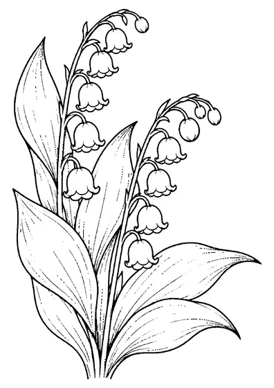 Twee gebogen stelen met klokvormige lelietjes-van-dalen en ronde bloemknoppen steken boven brede, puntige bladeren uit.