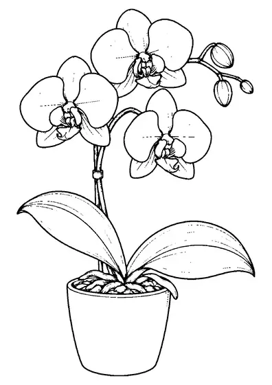 Een orchidee in een pot met drie open bloemen, ongeopende knoppen, twee brede bladeren en zichtbare wortels in een ronde pot.