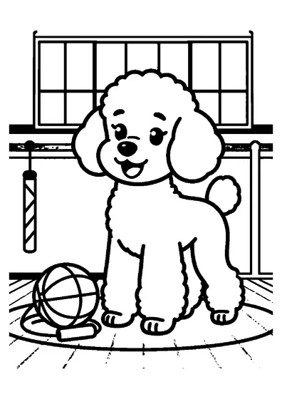 A poodle standing in a school gym beside a basketball and jump rope.