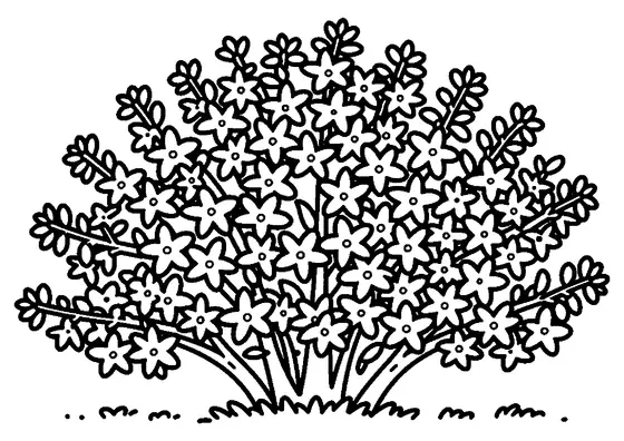A large blooming forsythia bush with broad branches and flowers.