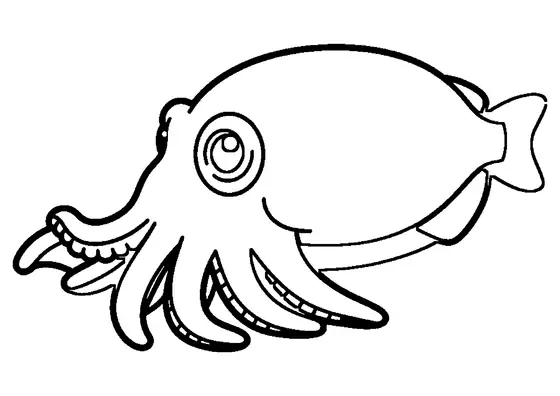 Una seppia dal corpo ovale con una pinna laterale ondulata e brevi tentacoli.