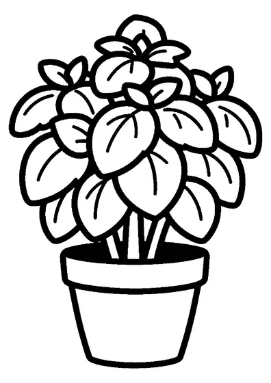 A large potted basil plant with broad leaves and thick stems in a simple pot.