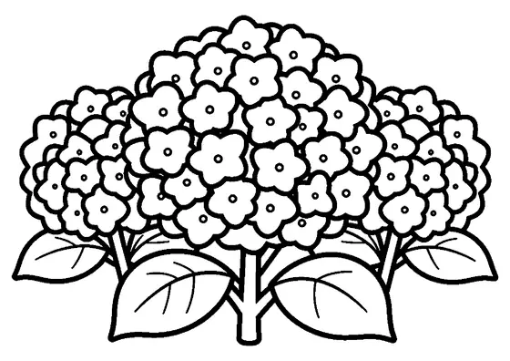 A hydrangea with a large round blossom, thick stem, and broad leaves.