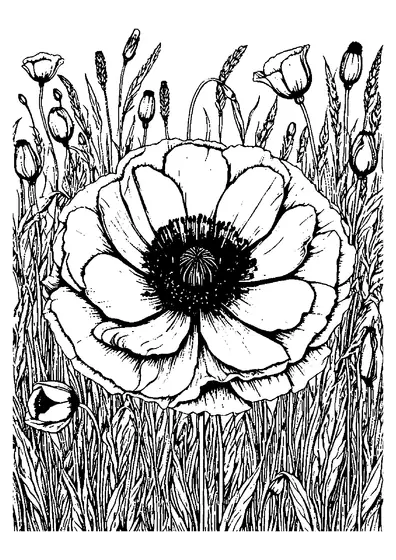 Gran amapola abierta con pétalos limpios sobre un fondo de hierba densa y capullos florales en un prado de verano para colorear.